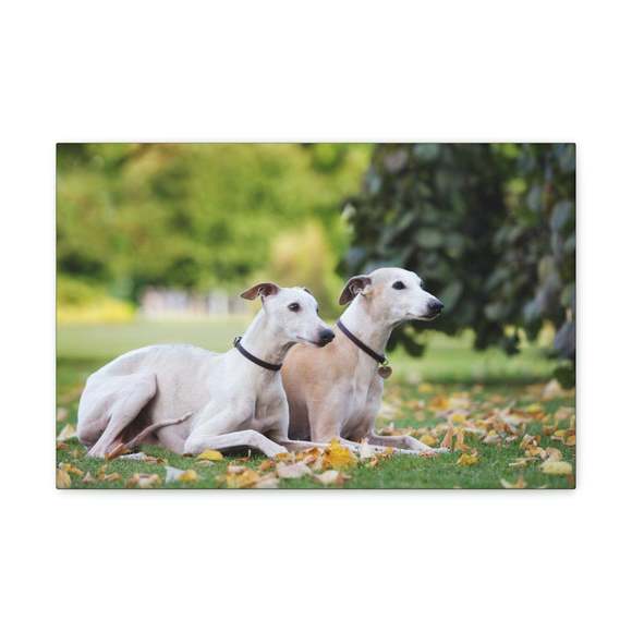 Whippet Couple Whippet Couple Print Animal Wall Art Wildlife Canvas Prints Wall